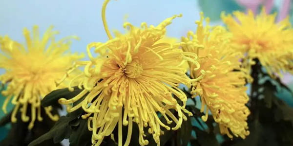 菊花水培技術(shù)方法簡(jiǎn)介